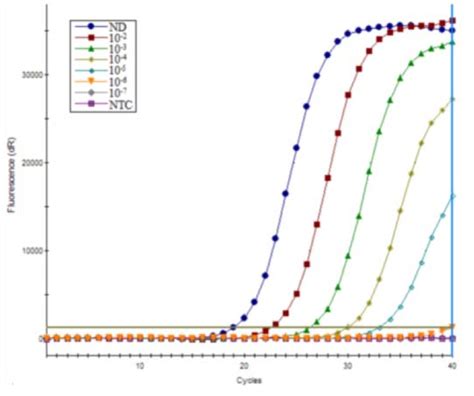 The Development Of A Rapid Sybr One Step Real Time Rt Pcr For Detection