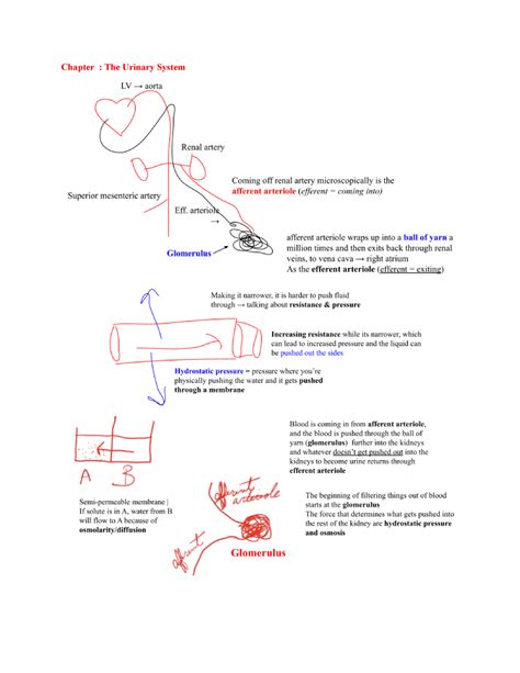 Chapter The Urinary System Chapter The Urinary System Efferent