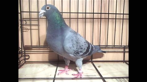 Twa Race Loft Rare Colored Racing Homer Pigeons The Males Youtube