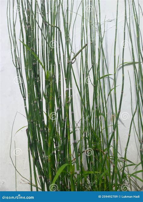 Water Bamboo Plant Bamboo Ornamental Plant Stock Image - Image of water ...