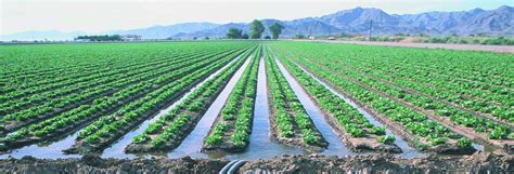 Flood Irrigation Impact on Yield and Profit | Pak Belgium Agri