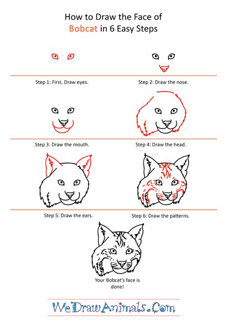 How To Draw A Bobcat Face Step By Step Heathgnerre