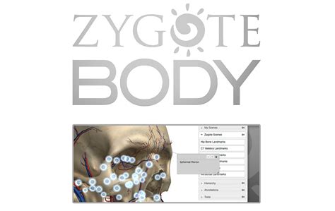 Zygote 3D Human Anatomy Models | Human Anatomy Models for Animation ...