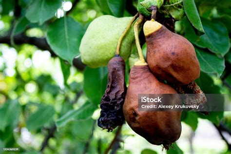 Buah Busuk Di Pohon Buah Pir Manja Buahbuahan Kedaluwarsa Foto Stok