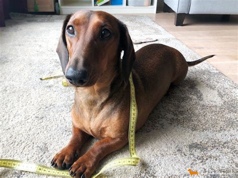 Los Tipos De Perro Salchicha Y Su Clasificaci N Charlie El Teckel