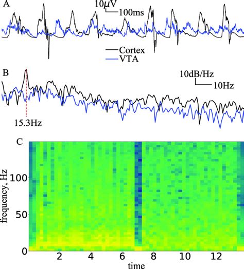 Lfp Power Spectrum Density Psd And Time Frequency Spectrogram