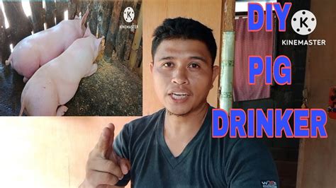 Diy Pig Drinker Backyard Hog Raising Technique Youtube