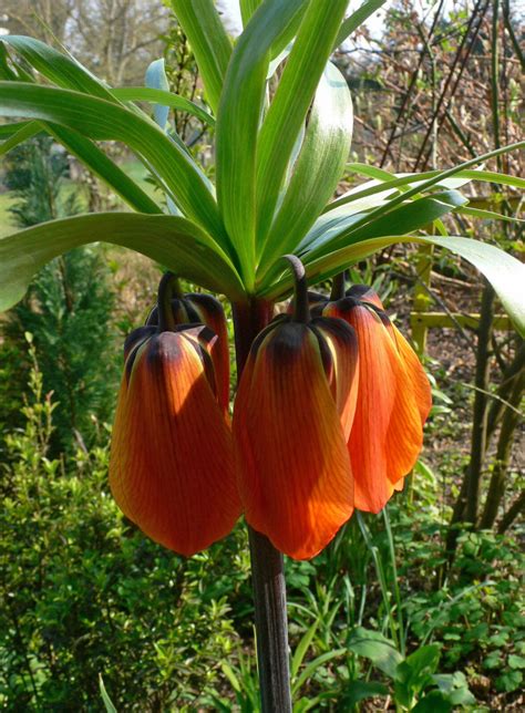 Leçon de jardin L Vie Quotidienne et Loisir Les grandes fritillaires