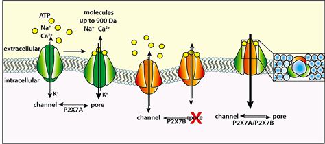 Frontiers Non Nucleotide Agonists Triggering P2x7 Receptor Activation