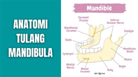 Anatomi Tulang Mandibula Manusia Anatomi Tutorial