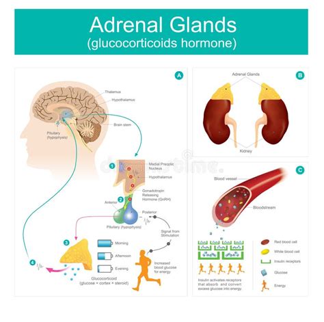 Hormona De Los Glucocorticoids De La Glándula Suprarrenal Ilustración