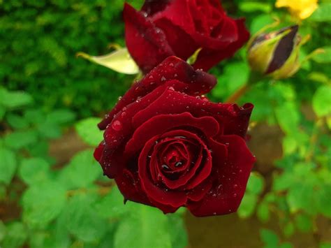 Rote Rose Blumen Tau Kostenloses Foto Auf Pixabay Pixabay