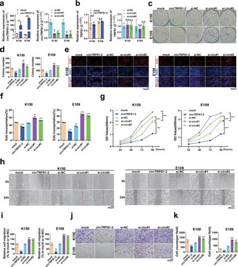 环状rna Circtrps1 2通过减少核糖体的产生抑制食管鳞状细胞癌的增殖和迁移