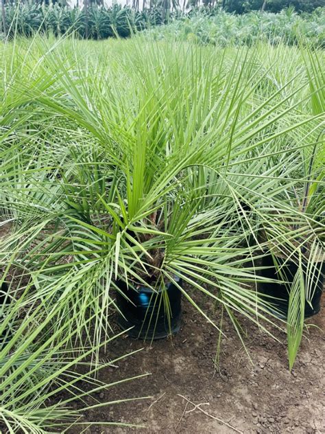 Cocos Capitata Butia Captata Sree Veera Hanuman Nursery Gardens