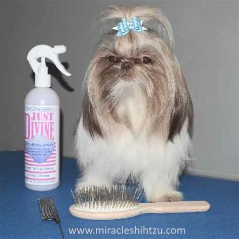 Shih Tzu Bows - Descriptions, Reviews, How To with Photos