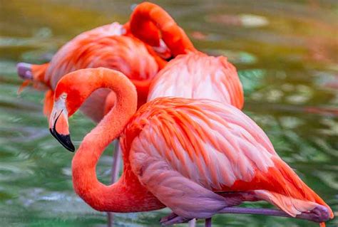 Caribbean Flamingos - ZooTampa at Lowry Park