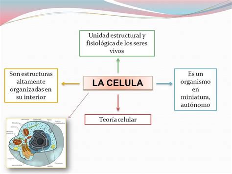 La Celula Unidad Estructural Y Fisiol Gica De Los Seres Vivos Son