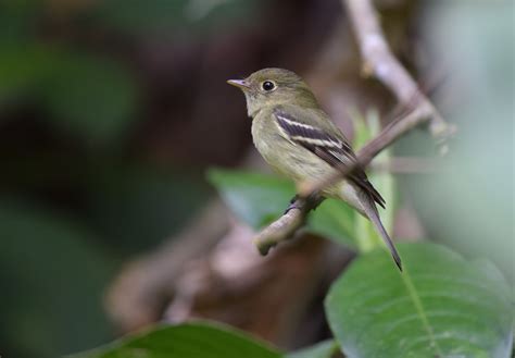 Flycatchers Of Wisconsin 14 Species To Know Badgerland Birding