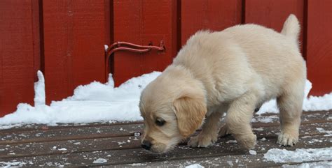 Dogtelligent 5 Weeks Old Golden Retriever Puppies