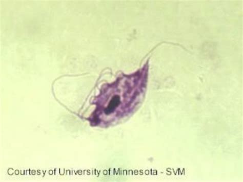 Protozoa Flashcards Quizlet