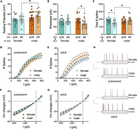 Sex Specific Divergent Maturational Trajectories In The Postnatal Rat