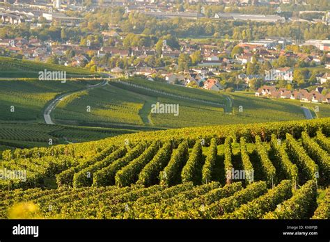 Champagne vineyards in Marne department, Champagne-Ardennes, France ...