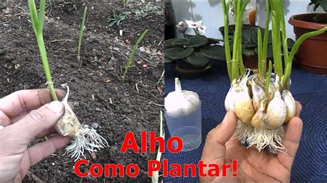 Como Plantar Alho Em Casa Forma Mais Simples E Eficaz YouTube