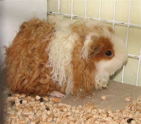 Texel Guinea Pigs: A Brief Guide - Online Guinea Pig Care