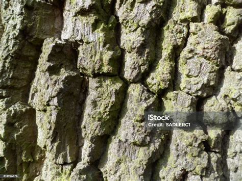 Oak Tree Bark Textures Stock Photo Download Image Now Ancient