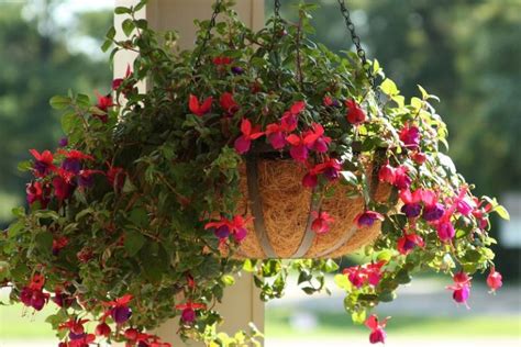 Expert Picks Plants For Hanging Baskets Australian Guide Ultimate