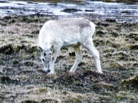 Up to Speed: Reindeer in Iceland