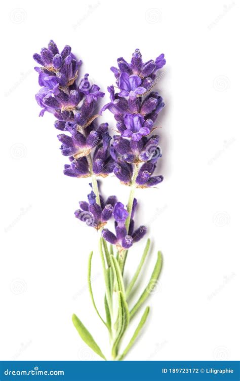 Lavender Flowers Leaves White Background Closeup Stock Photo Image Of