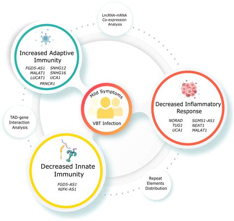 Frontiers Transcriptomic Study Reveals Lncrna Mediated Downregulation