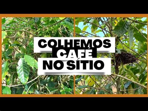 COLHEMOS CAFÉ NO SÍTIO YouTube