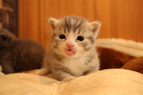 よちよち歩きが可愛い♡マンチカンの赤ちゃん´ω` 大阪高槻市の猫カフェ併設の猫ちゃん専門店 Koneconeko