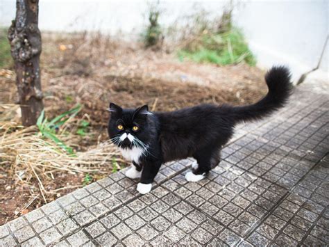 Quantas vidas os gatos têm Por que alguns dizem que têm 6 7 ou 9