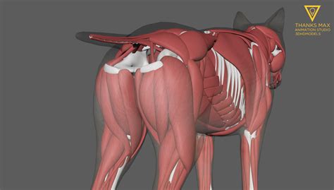 ma dog anatomy canine