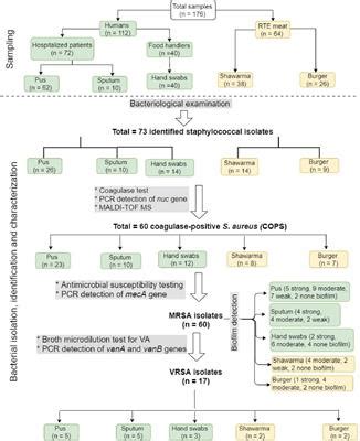 Frontiers Methicillin And Vancomycin Resistant Staphylococcus Aureus