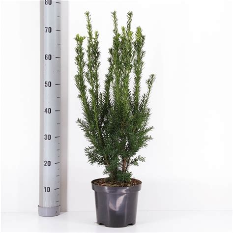 Taxus Media Hillii Cm In Pot Kopen Taxusbestellen Nl Taxus