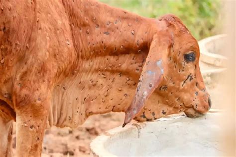 Mengenal Lumpy Skin Penyakit Pada Sapi Dan Kerbau Yang Perlu Diwaspadai