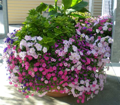 Petunias for Patio Planters