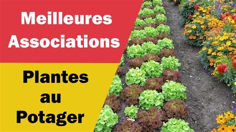 Meilleures Associations De Plantes Au Potager YouTube