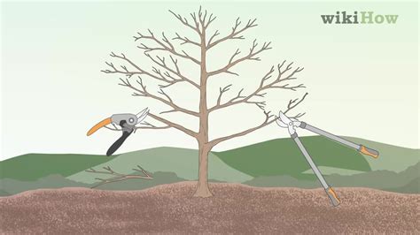 How to Prune Apple Trees: 11 Steps (with Pictures) - wikiHow