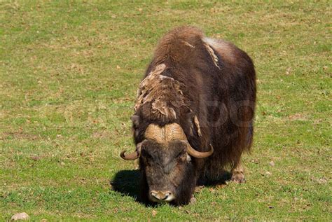 power, musk-ox, horn, nature, muskox, ox, face, animal, zoo, wildlife ...