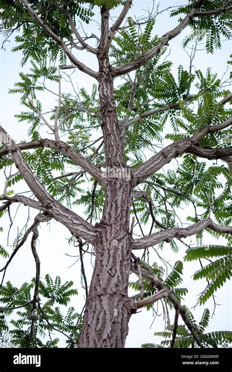 Large dicotyledonous angiosperm tree with prominent textured trunks and ...