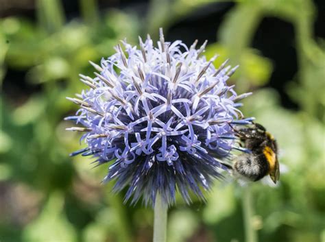 Kugeldistel Veitchs Blue Echinops Ritro Veitchs Blue G Nstig Kaufen