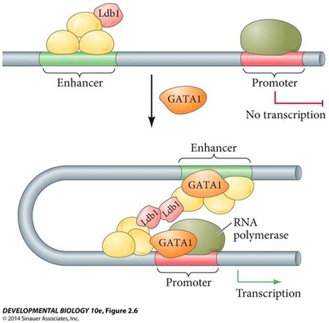 L32 Gene Regulation Prokaryoteeukaryote Flashcards Quizlet