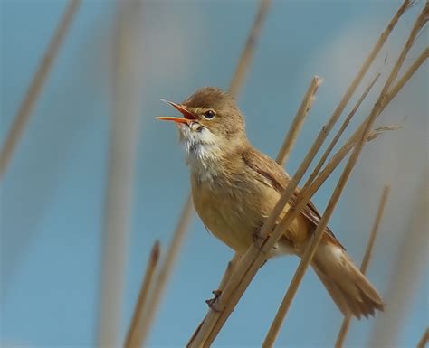 Reed-Warbler - song / call / voice / sound.