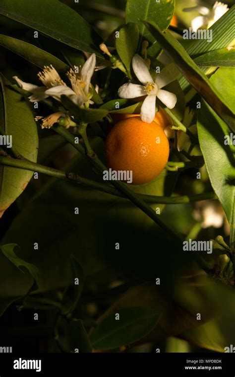 Naranjo Cítricos Sinensis Fotografías E Imágenes De Alta Resolución Alamy