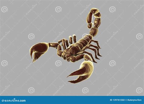 Scorpion Realistic Illustration Royalty Free Cartoon Cartoondealer